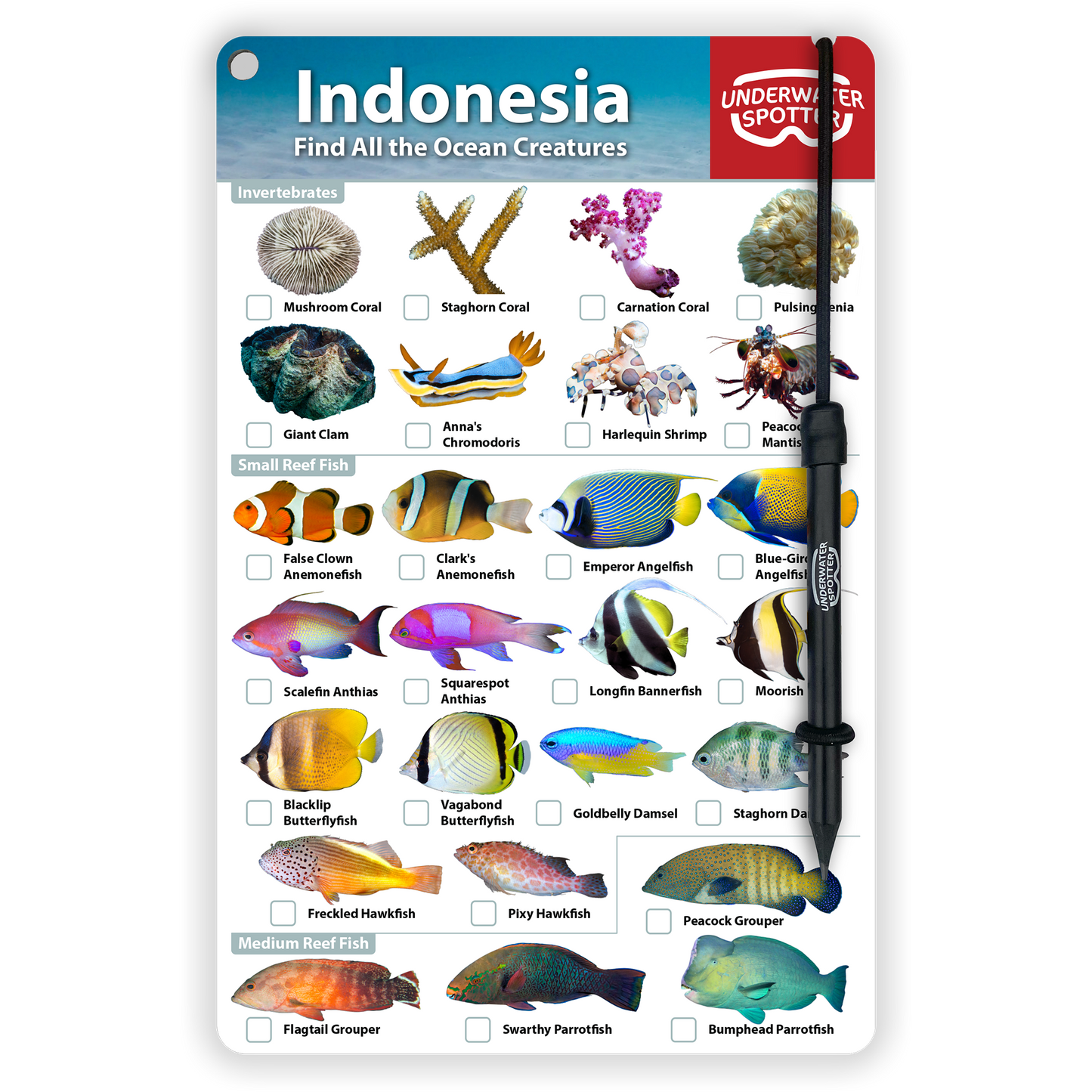 Indonesia Fish Identification Card