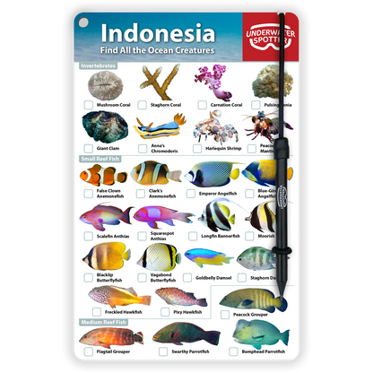 Indonesia Fish Identification Card