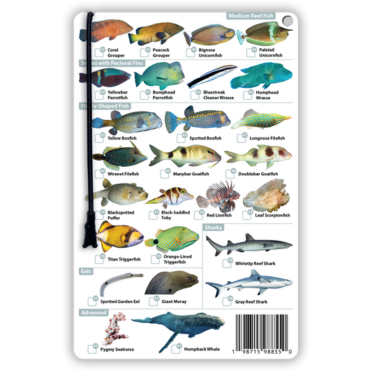 South Pacific Fish Identification Card