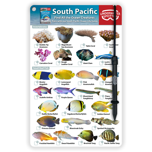 South Pacific Fish Identification Card