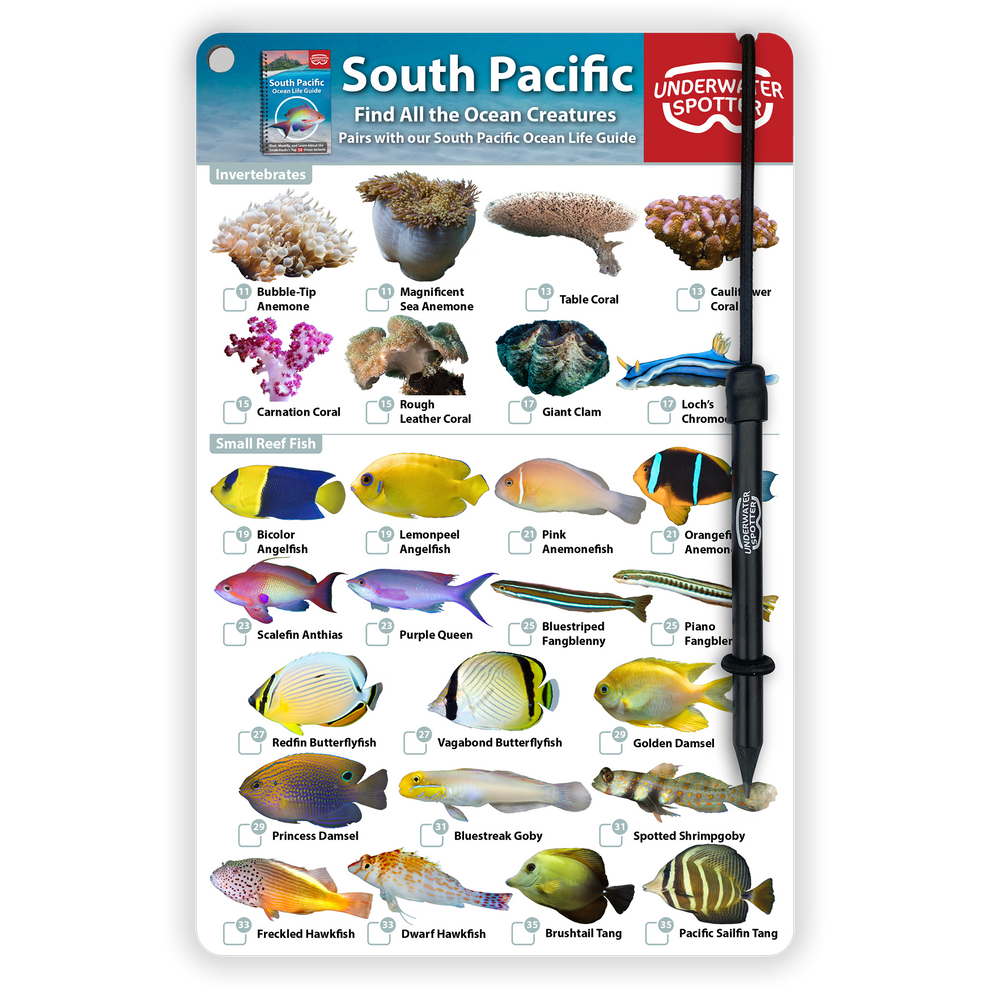 South Pacific Fish Identification Card – Underwater Spotter