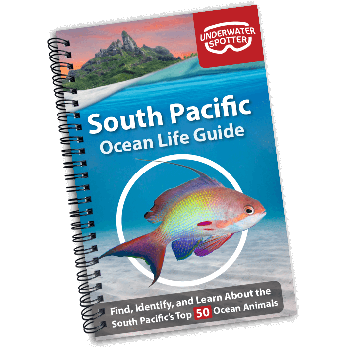 South Pacific Ocean Life Guide