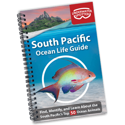 South Pacific Ocean Life Guide