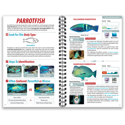 South Pacific Ocean Life Guide