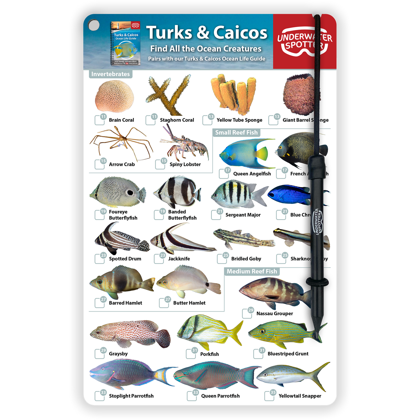 Turks & Caicos Fish Identification Card