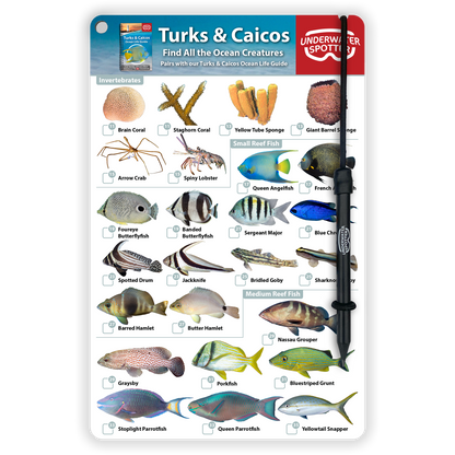 Turks & Caicos Fish Identification Card