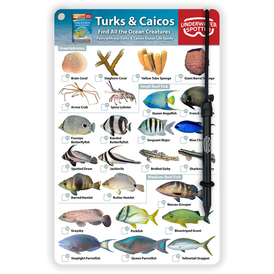 Turks & Caicos Fish Identification Card