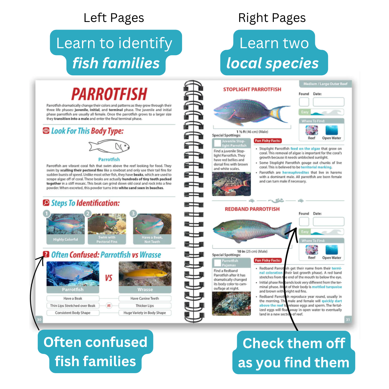 open page spread of underwater spotter book