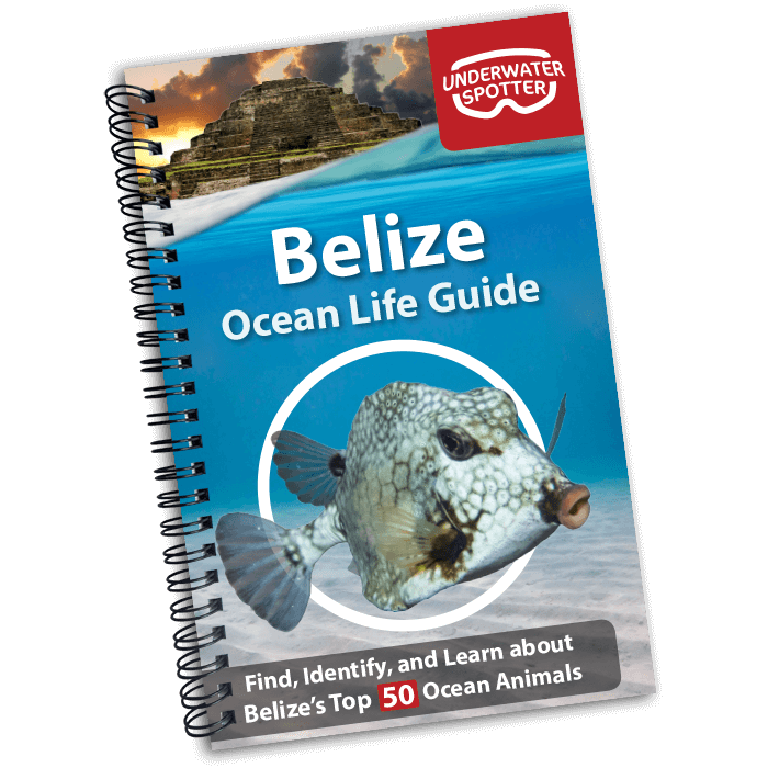 Belize Ocean Life Guide