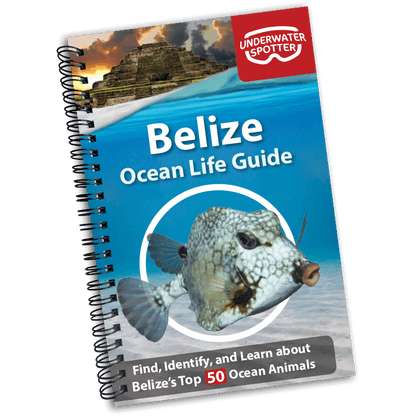 Belize Ocean Life Guide