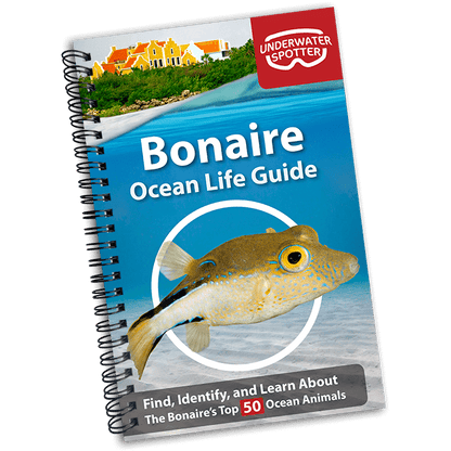 Bonaire Ocean Life Guide