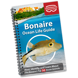 Bonaire Ocean Life Guide