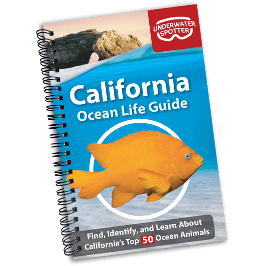 California Ocean Life Guide