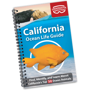 California Ocean Life Guide