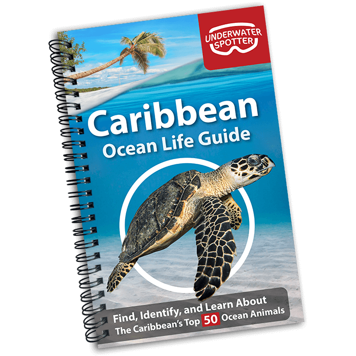Book, Caribbean Ocean Life