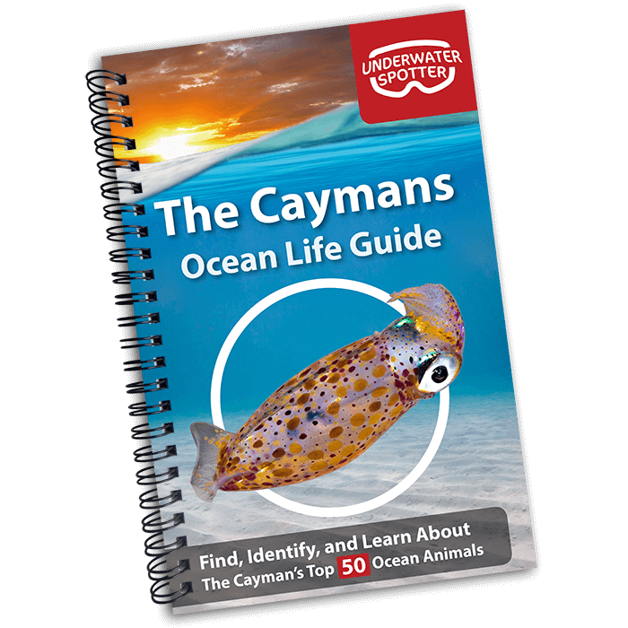 Cayman Islands Ocean Life Guide