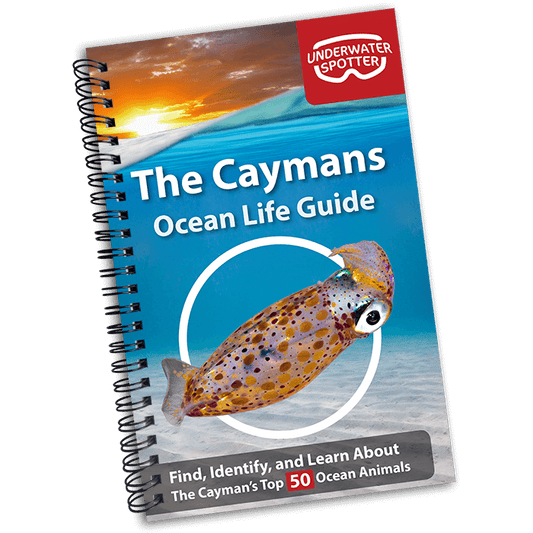 Cayman Islands Ocean Life Guide