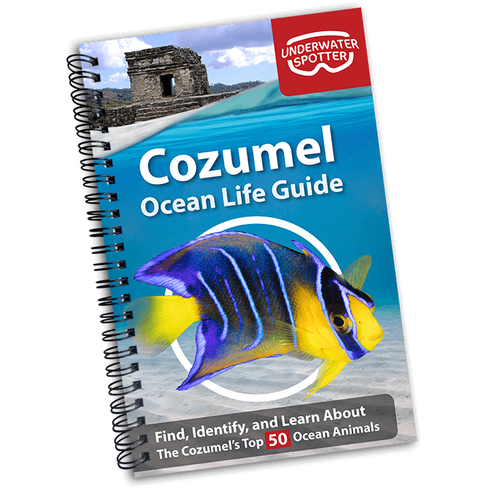 Cozumel Ocean Life Guide