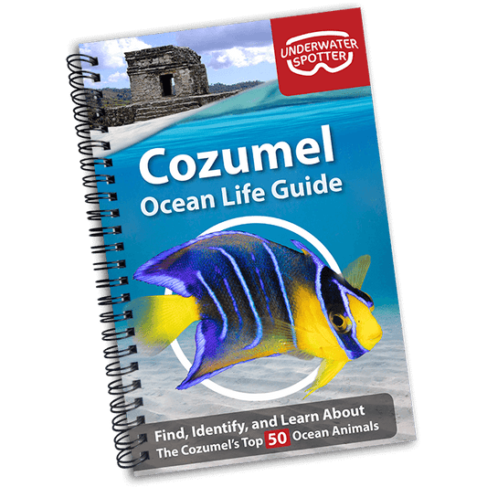 Cozumel Ocean Life Guide