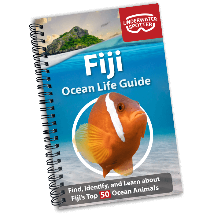 Fiji Ocean Life Guide