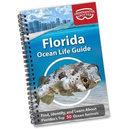 Florida Ocean Life Guide