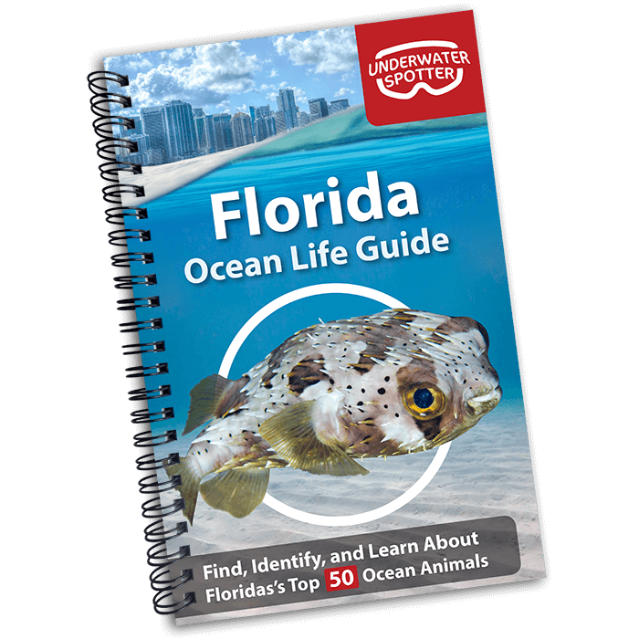Book, Florida Ocean Life