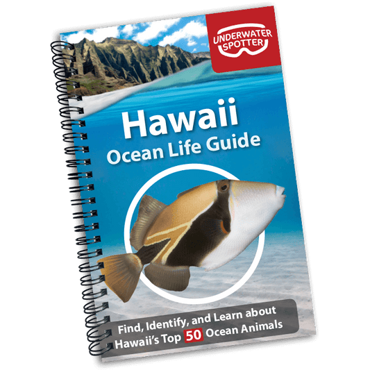 Hawaii Ocean Life Guide