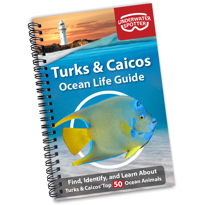 Turks and Caicos Ocean Life Guide