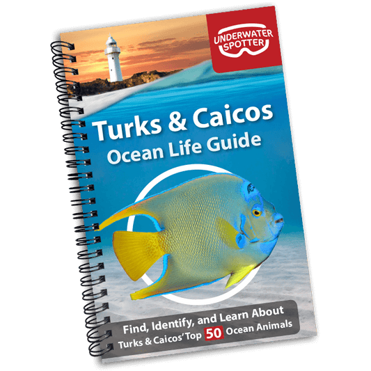 Turks and Caicos Ocean Life Guide